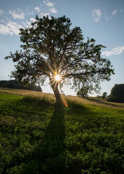 Hruška Bošáca - Európsky strom roka 2016